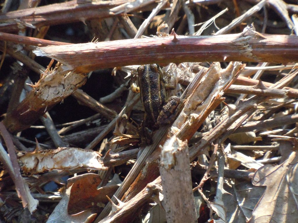 Rana da identificare - Pelophylax sp. (prov. Napoli)